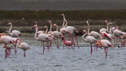Küçük flamingo