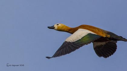 Angıt