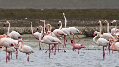Küçük flamingo