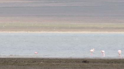 Küçük flamingo