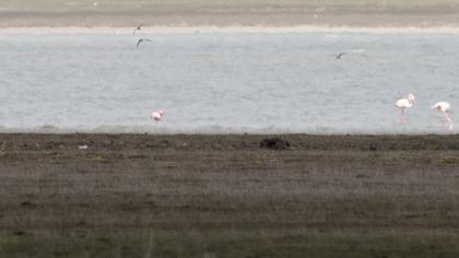Küçük flamingo