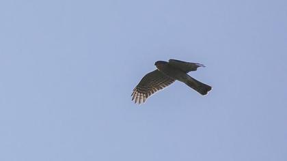 Atmaca