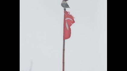 Leş kargası