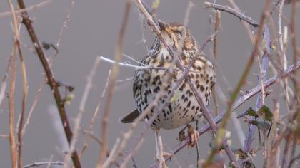 Öter ardıç