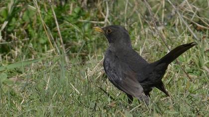 Karatavuk