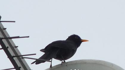 Karatavuk