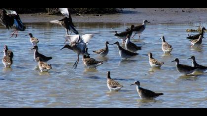 Dövüşkenkuş