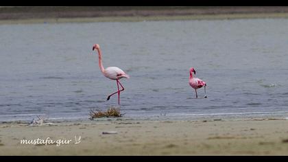 Küçük flamingo