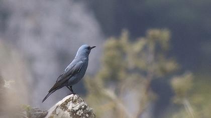Gökardıç