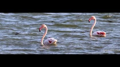 Flamingo