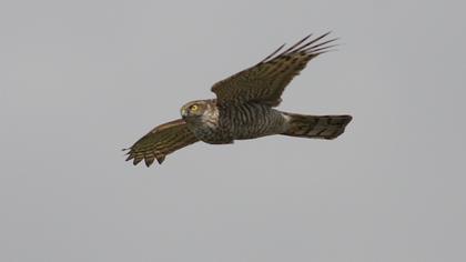 Atmaca