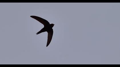 Ebabil