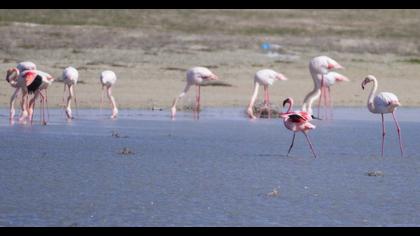 Küçük flamingo