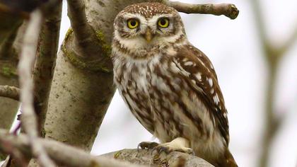 Kukumav
