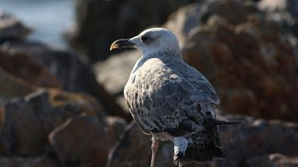 Gümüş martı