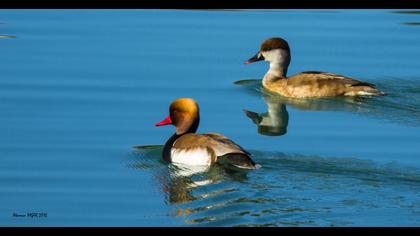Macar ördeği