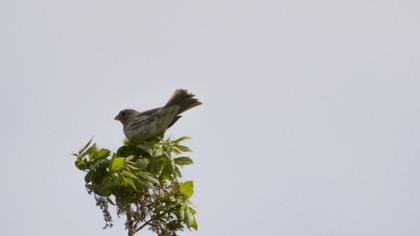 Tarla kirazkuşu