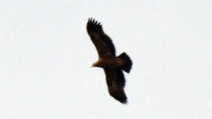 Bozkır kartalı