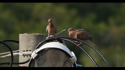 Küçük kumru