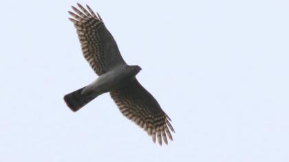 Atmaca