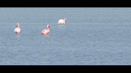 Küçük flamingo