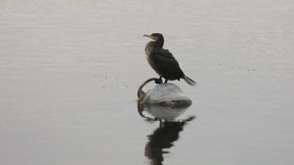 Karabatak