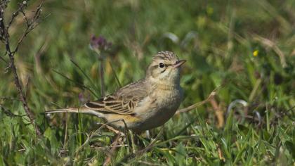 Kır incirkuşu