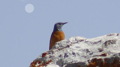 Taşkızılı