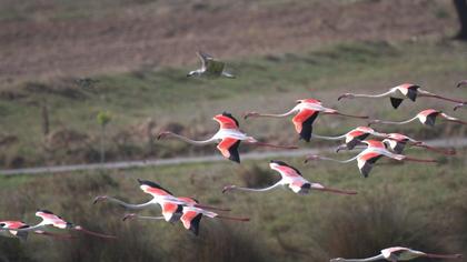 Flamingo