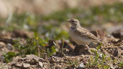 Bozkır toygarı