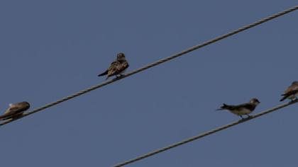 Kum kırlangıcı