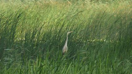 Erguvani balıkçıl