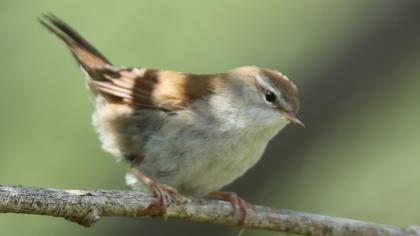 Kamışbülbülü