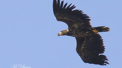 Akkuyruklu kartal