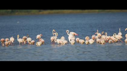 Flamingo