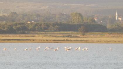 Flamingo