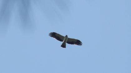 Küçük kartal