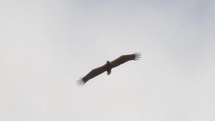 Şah kartal
