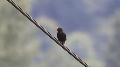Karatavuk