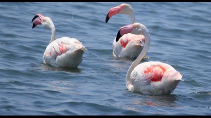Flamingo