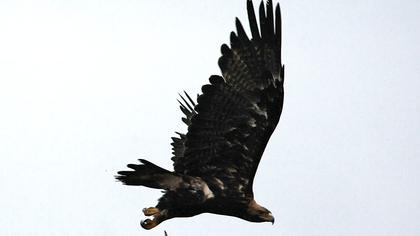 Şah kartal