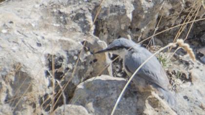 Kaya sıvacısı