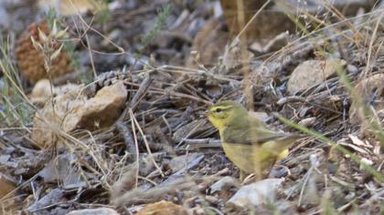 Söğütbülbülü