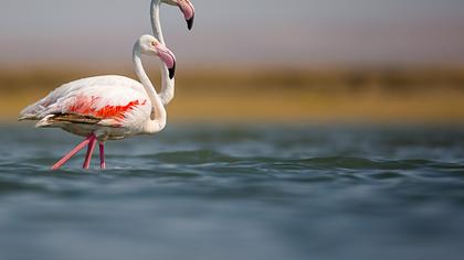 Flamingo