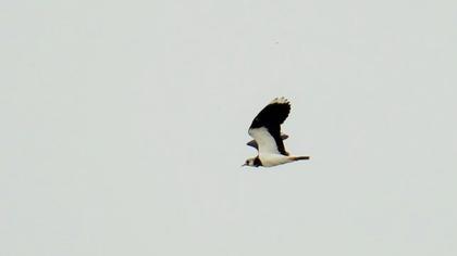 Kızkuşu