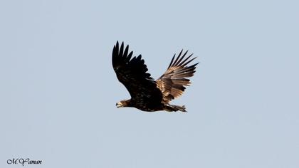Akkuyruklu kartal