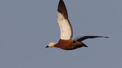 Angıt