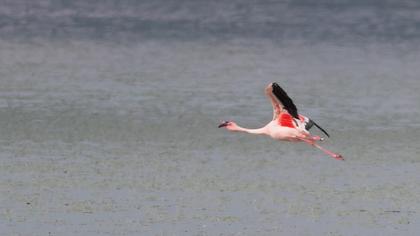 Küçük flamingo