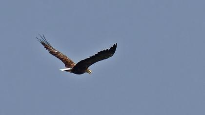 Akkuyruklu kartal