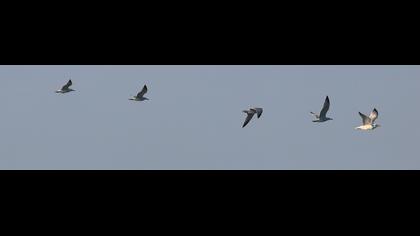Ada martısı